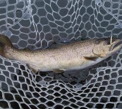 朝霞ガーデン 釣果