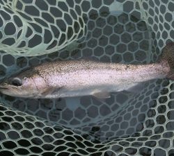 朝霞ガーデン 釣果