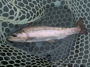 朝霞ガーデン 釣果