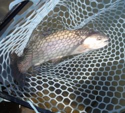 朝霞ガーデン 釣果