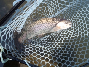 朝霞ガーデン 釣果