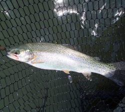 朝霞ガーデン 釣果