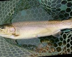 フィッシング サンクチュアリ 釣果