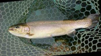 フィッシング サンクチュアリ 釣果