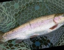 フィッシング サンクチュアリ 釣果