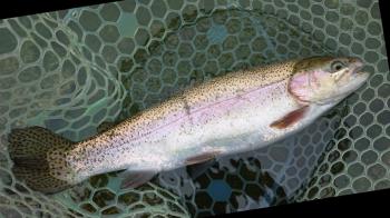 フィッシング サンクチュアリ 釣果