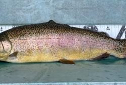 フィッシング サンクチュアリ 釣果