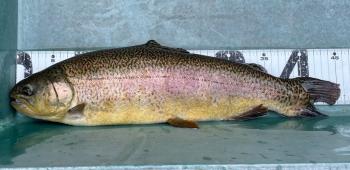 フィッシング サンクチュアリ 釣果