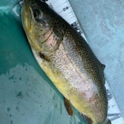 フィッシング サンクチュアリ 釣果