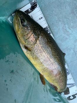 フィッシング サンクチュアリ 釣果