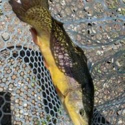 フィッシング サンクチュアリ 釣果