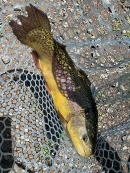 フィッシング サンクチュアリ 釣果