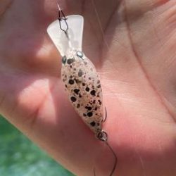 フィッシング サンクチュアリ 釣果