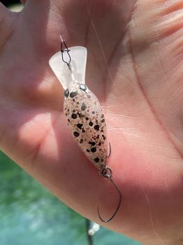 フィッシング サンクチュアリ 釣果