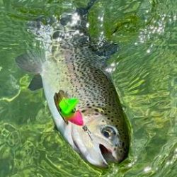 フィッシング サンクチュアリ 釣果