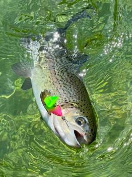 フィッシング サンクチュアリ 釣果