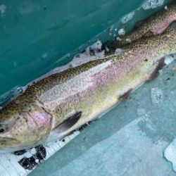 フィッシング サンクチュアリ 釣果