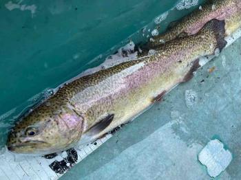 フィッシング サンクチュアリ 釣果