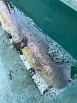 フィッシング サンクチュアリ 釣果