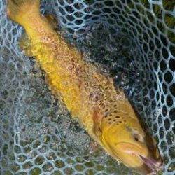 フィッシング サンクチュアリ 釣果