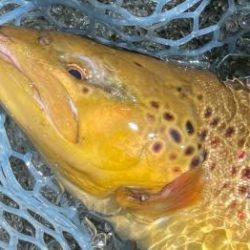 フィッシング サンクチュアリ 釣果