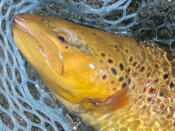 フィッシング サンクチュアリ 釣果