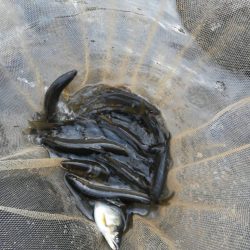 会津大川（会津非出資漁業協同組合） 釣果