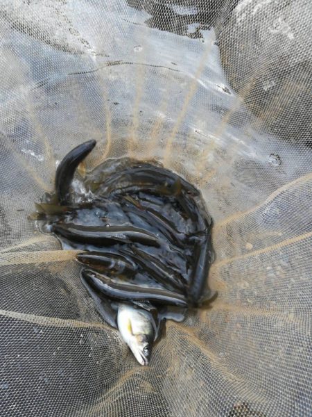 会津大川（会津非出資漁業協同組合） 釣果