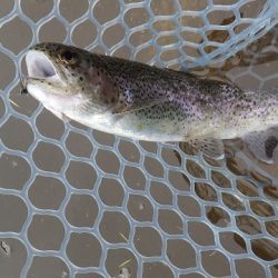 平谷湖フィッシングスポット 釣果