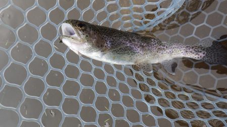 平谷湖フィッシングスポット 釣果