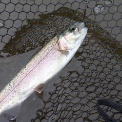 平谷湖フィッシングスポット 釣果