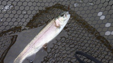 平谷湖フィッシングスポット 釣果