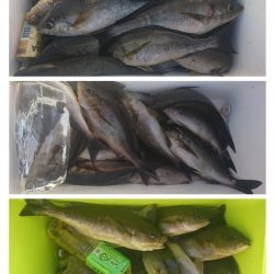 しば渡船 釣果