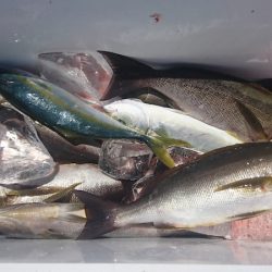しば渡船 釣果