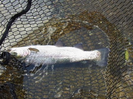 平谷湖フィッシングスポット 釣果