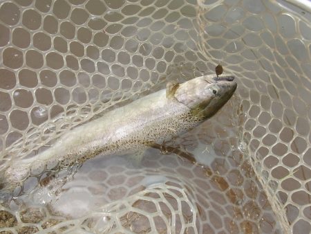 平谷湖フィッシングスポット 釣果