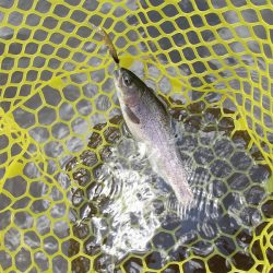 平谷湖フィッシングスポット 釣果