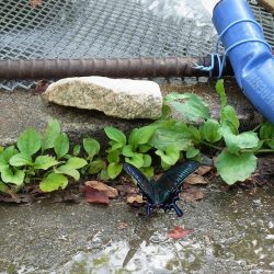 平谷湖フィッシングスポット 釣果