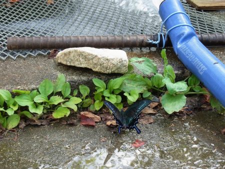 平谷湖フィッシングスポット 釣果