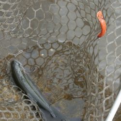 平谷湖フィッシングスポット 釣果