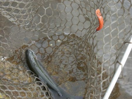 平谷湖フィッシングスポット 釣果