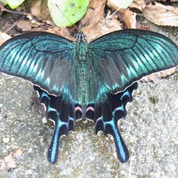 平谷湖フィッシングスポット 釣果