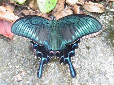 平谷湖フィッシングスポット 釣果