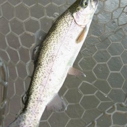 平谷湖フィッシングスポット 釣果