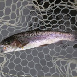 平谷湖フィッシングスポット 釣果