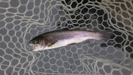 平谷湖フィッシングスポット 釣果