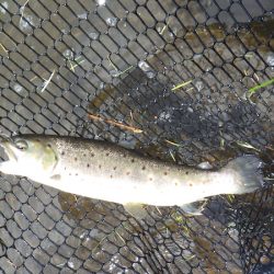 平谷湖フィッシングスポット 釣果