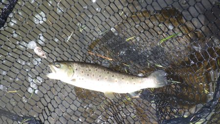 平谷湖フィッシングスポット 釣果