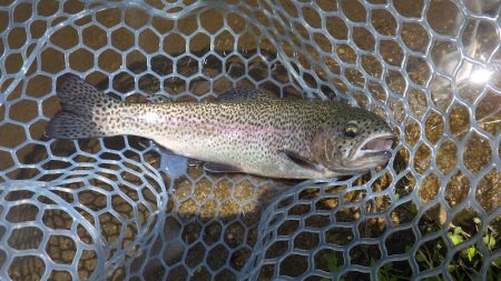 平谷湖フィッシングスポット 釣果