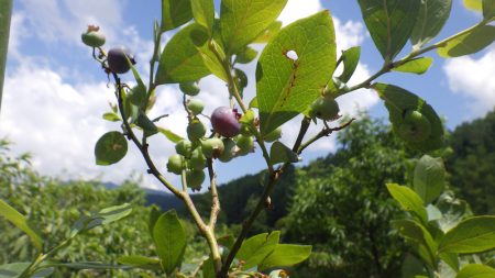 平谷湖フィッシングスポット 釣果